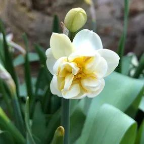 Cheerfulness Daffodil (Narcissus Cheerfulness) Img 4